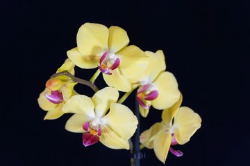 Fototapeta na wymiar Flower of a yellow colored phalaenopsis orchid