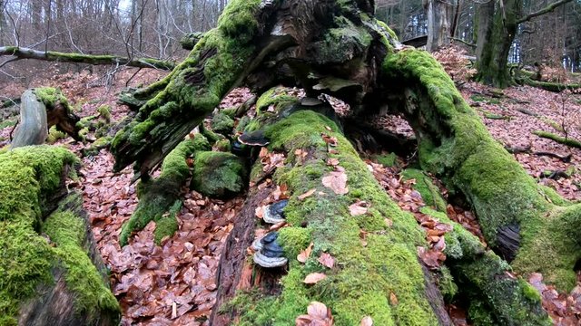 Verrottender Baumstamm im Naturpark Spessart, Zersetzung, Verg&auml;nglichkeit, Urwald, Laubwald, 4K