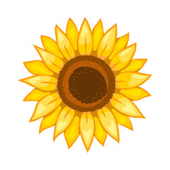 Fototapeta premium Sunflower. Isolated flower on white background. Vector illustration.