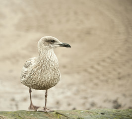 seagull on pavement