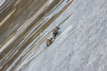 Mother and cub of Alpine Ibex, a species of wild goat that lives in the mountains of the European...