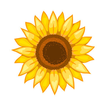 Sunflower. Isolated flower on white background. Vector illustration.