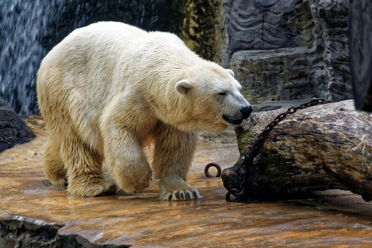 Polar bear in a zoo enclosure