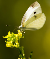 Butterfly on a yellow flower in the nature