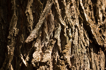 Bark from a tree as a background