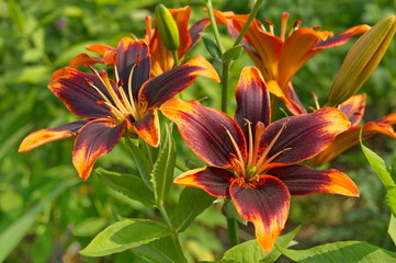 Asiatic beautiful garden lily Forever Susan on natural background. Orange with purple spot.