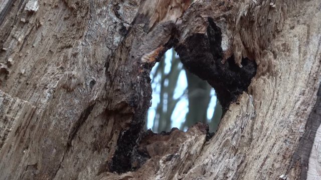 Verrottender Baumstamm im Naturpark Spessart, Zersetzung, Verg&auml;nglichkeit, Urwald, Laubwald, 4K