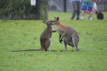 kangaroos secret