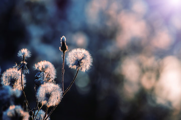 fluffy gentle flowers white dandelions in beautiful sunset sunlight. Soft gentle focus. Beautiful light. natural dark background and  bokeh.   © Ann Stryzhekin