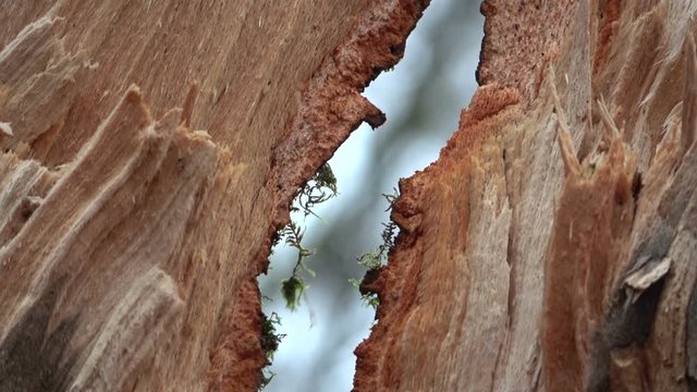 Verrottender Baumstamm im Naturpark Spessart, Zersetzung, Verg&auml;nglichkeit, Urwald, Laubwald, 4K