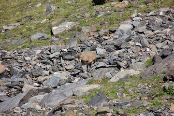 Alpine ibex in Alps Orobie, Val Seriana, Bergamo, Italy. Summertime.