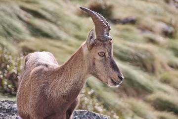 Alpine ibex in Alps Orobie, Val Seriana, Bergamo, Italy. Summertime.