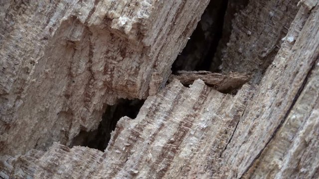 Verrottender Baumstamm im Naturpark Spessart, Zersetzung, Verg&auml;nglichkeit, Urwald, Laubwald, 4K