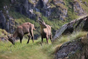 Couple of Alpine ibex in Alps Orobie, Val Seriana, Bergamo, Italy. Summertime.