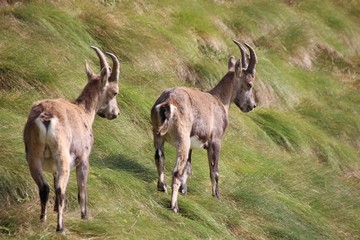 Couple of Alpine ibex in Alps Orobie, Val Seriana, Bergamo, Italy. Summertime.