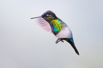 Hummingbird in the cloud forest of Dota, Costa Rica