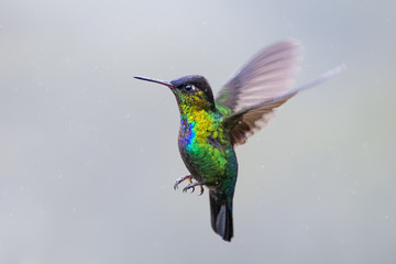 Hummingbird in the cloud forest of Dota, Costa Rica