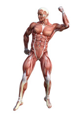 3D Rendering Male Anatomy Figure on White