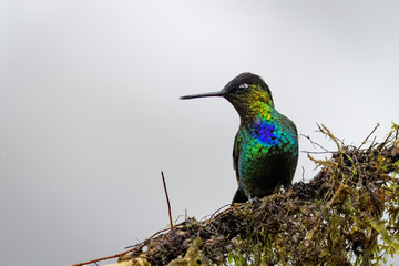 Hummingbird in the cloud forest of Dota, Costa Rica