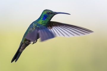 Hummingbird in the cloud forest of Dota, Costa Rica