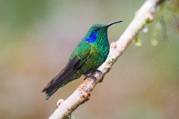 Hummingbird in the cloud forest of Dota, Costa Rica