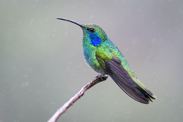 Hummingbird in Costa Rica