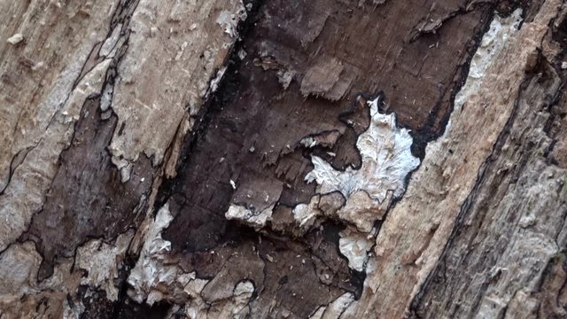 Verrottender Baumstamm im Naturpark Spessart, Zersetzung, Verg&auml;nglichkeit, Urwald, Laubwald, 4K