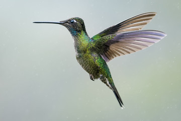 Obraz premium Hummingbird in Costa Rica