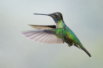 Hummingbird in Costa Rica