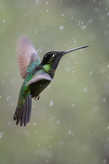 Hummingbird in Costa Rica © Thorsten Spoerlein