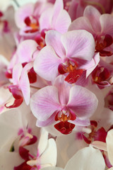 Fototapeta na wymiar Light purple Phalaenopsis orchid flowers.