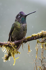 Hummingbird in Costa Rica