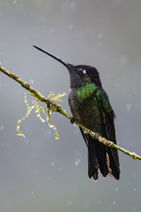 Hummingbird in Costa Rica