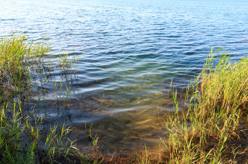 Summer lake calm rushy shore.