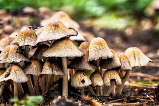 Mica cap wild mushroom. Coprinus micaceus.