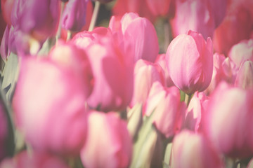 Pink tulip in garden, process in vintage toned for background.