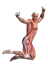 3D Rendering Male Anatomy Figure on White