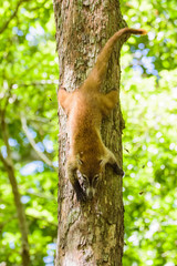 Coatimundi in a forest in Guatemala