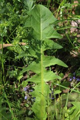 Löwenzahn - common dandelion - Taraxacum officinale - Löwenzahnblatt