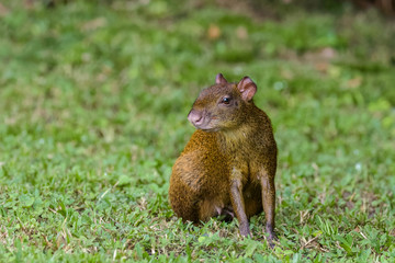 Agouti in a field