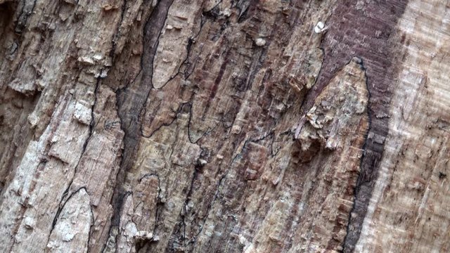 Verrottender Baumstamm im Naturpark Spessart, Zersetzung, Verg&auml;nglichkeit, Urwald, Laubwald, 4K