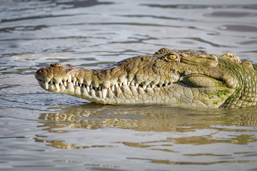 American crocodile in water