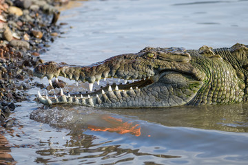 American crocodile in water