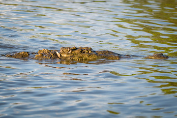 American crocodile in water