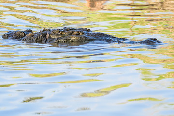 American crocodile in water