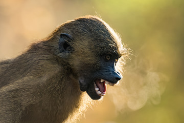 Babboon screaming while fog is coming from its mouth