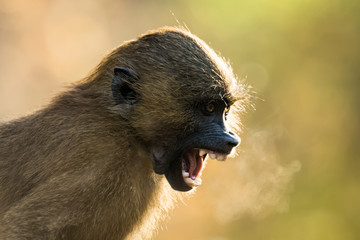 Babboon screaming while fog is coming from its mouth