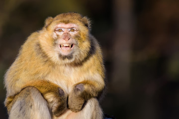 Barbary macaque grinning at the camera