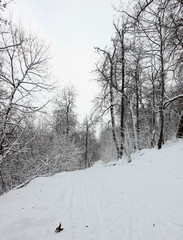 winter landscape in forest with high oak trees