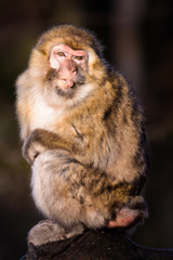 Obraz premium Barbary macaque sticking out its tongue